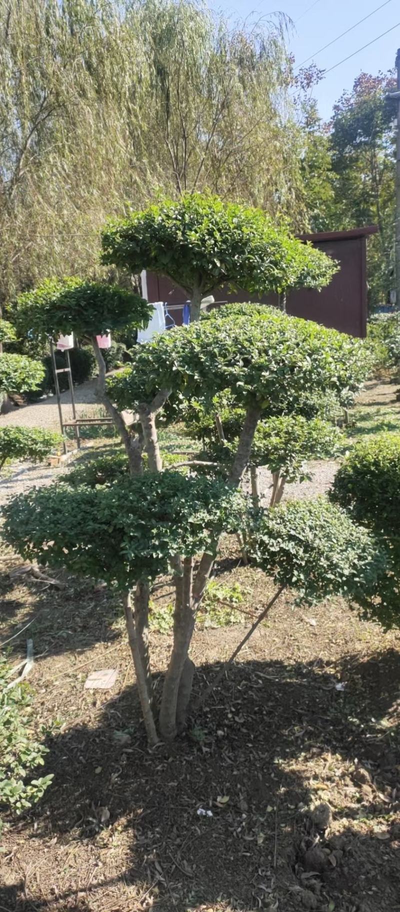 产地小叶女贞造型基地自产自销，量大从优