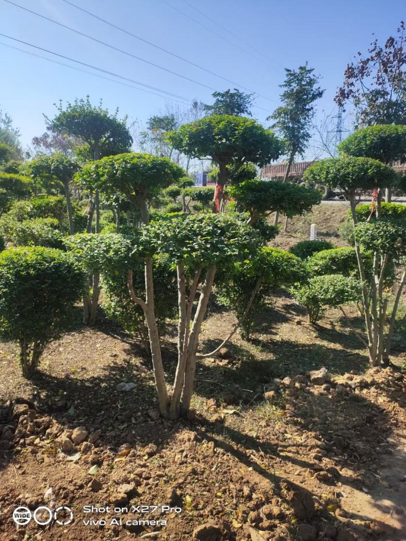 产地小叶女贞造型基地自产自销，量大从优