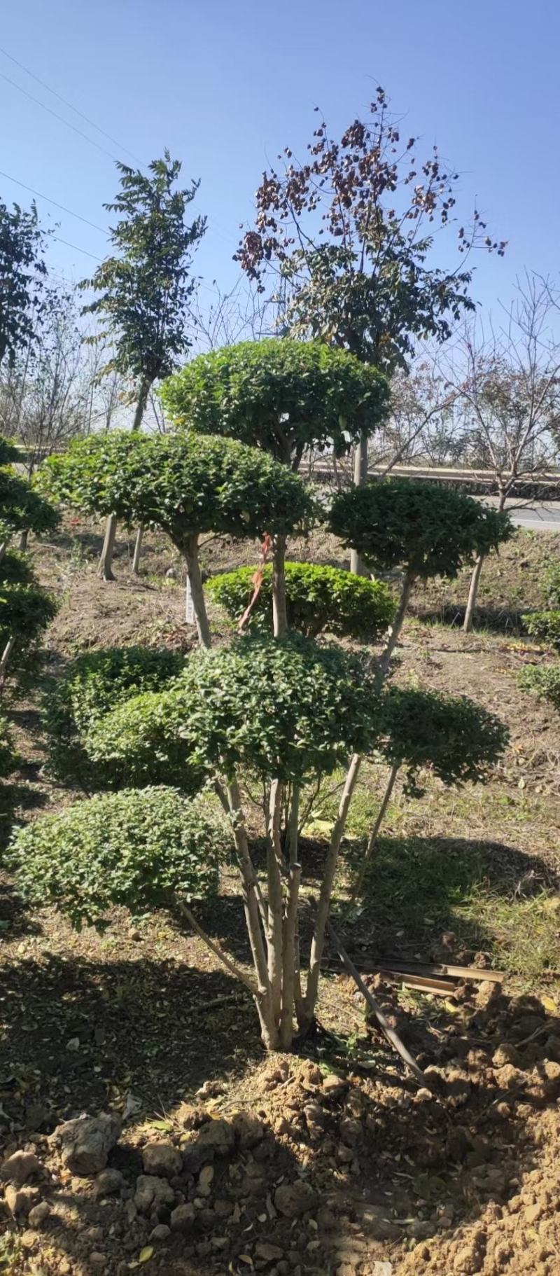 产地小叶女贞造型基地自产自销，量大从优