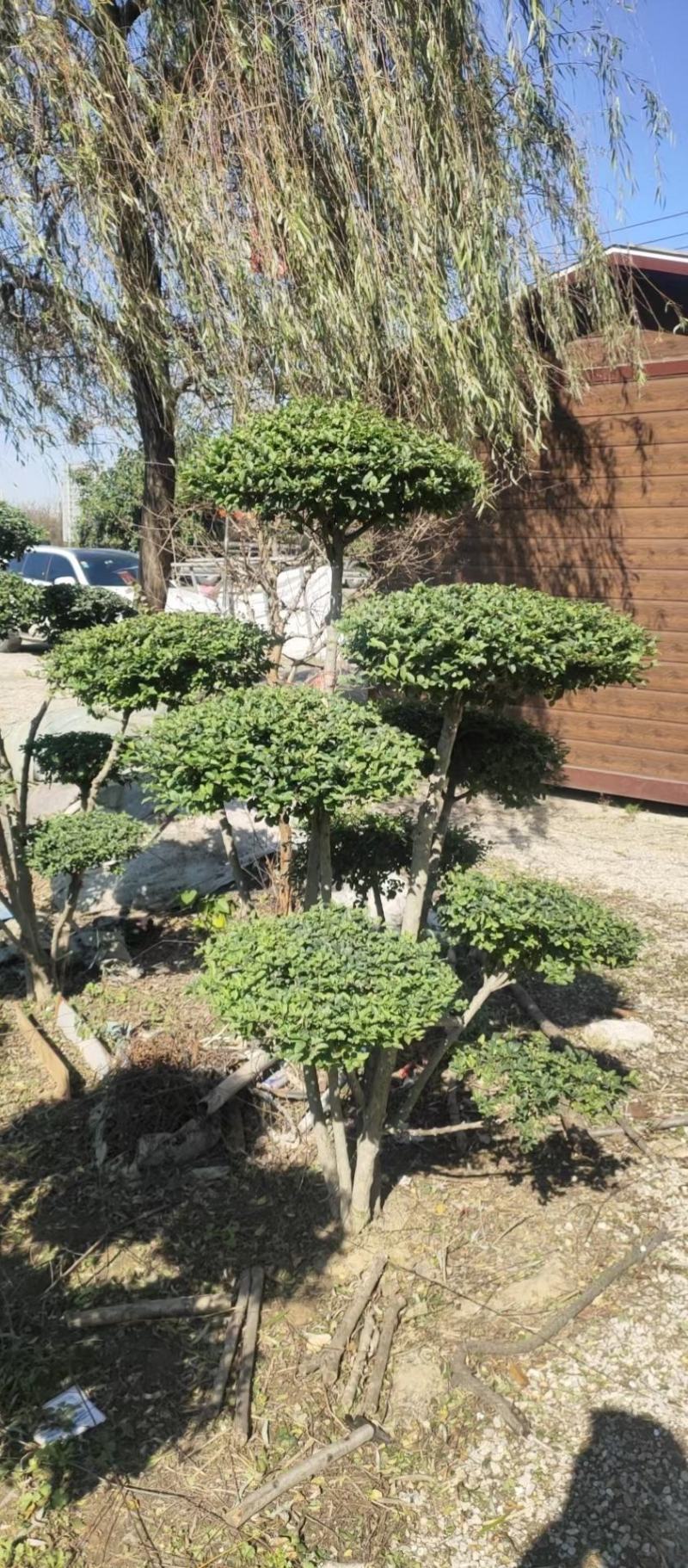 产地小叶女贞造型基地自产自销，量大从优
