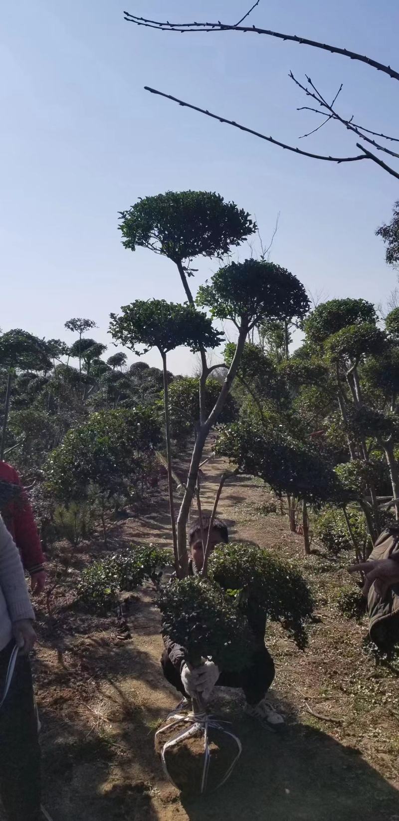 产地小叶女贞造型基地自产自销，量大从优
