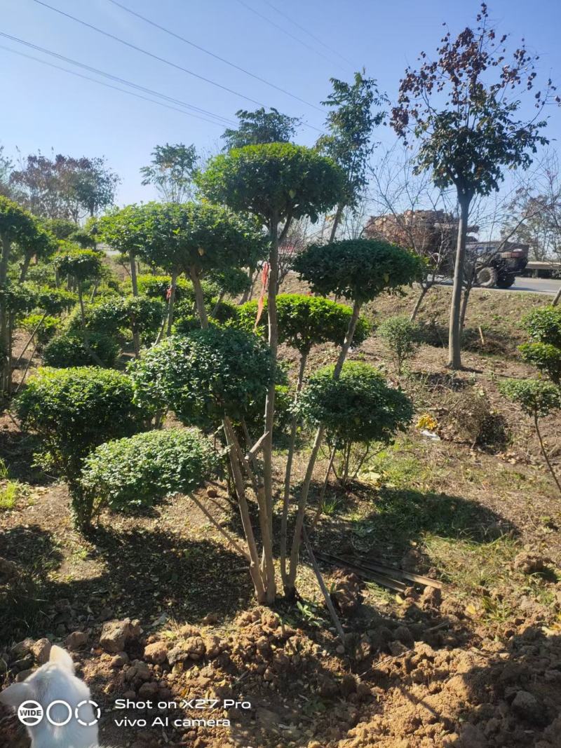 产地小叶女贞造型基地自产自销，量大从优