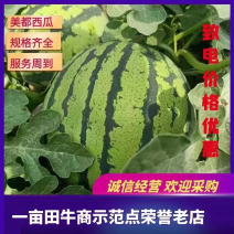 【精品美都】大量上市自己种植一手货源支持产地直销