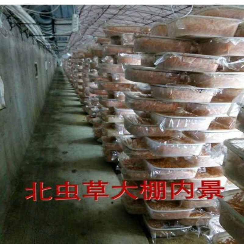 虫草花干货特级孢子头精选新鲜北金蛹虫草煲汤材料1