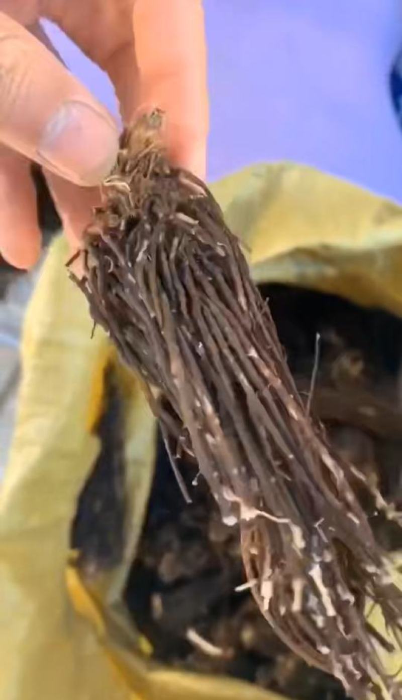 甄选东北野生威灵仙苗品质嘎嘎好诚信经营致电有优惠