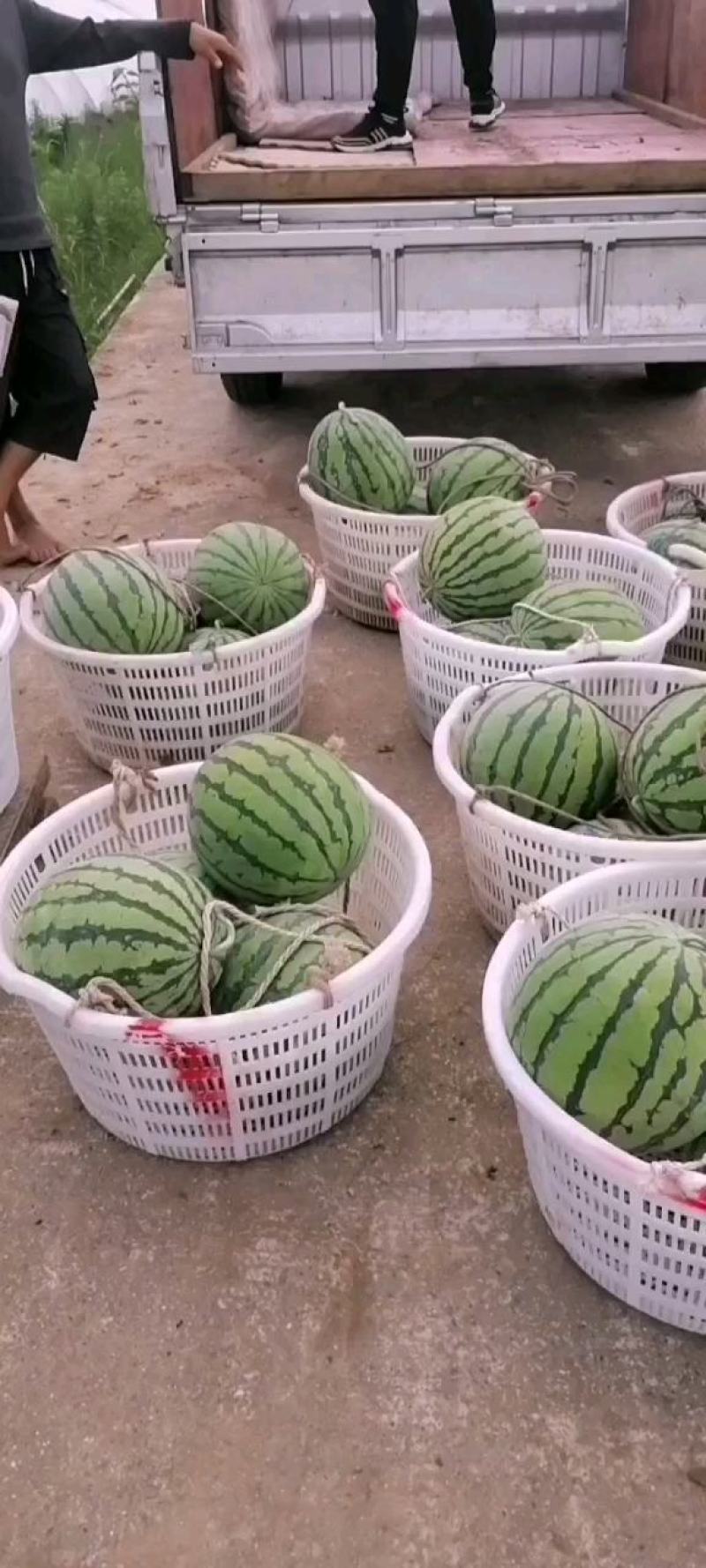 精品8424，甜度高，口感好，化渣，灰色好