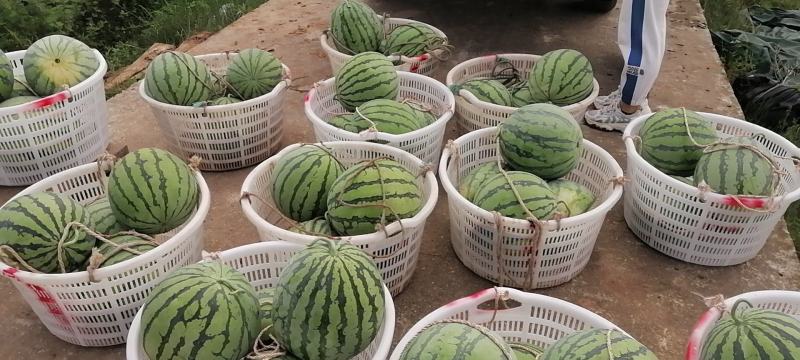 精品8424，甜度高，口感好，化渣，灰色好