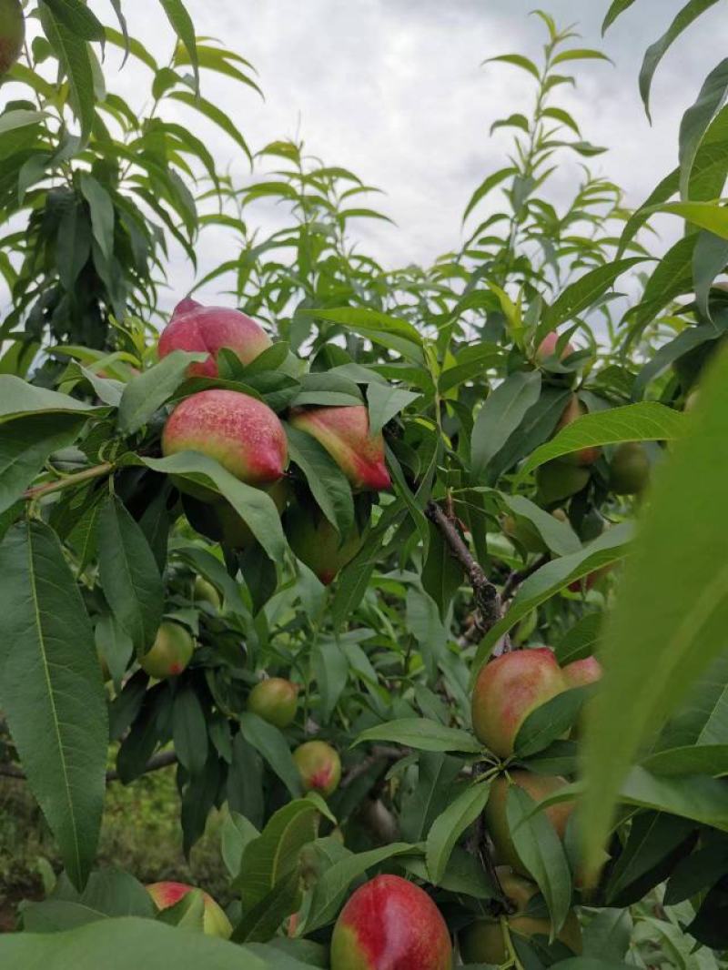 大青桃一点红硬度好属于晚桃量大货源充足白心油桃可以产地看