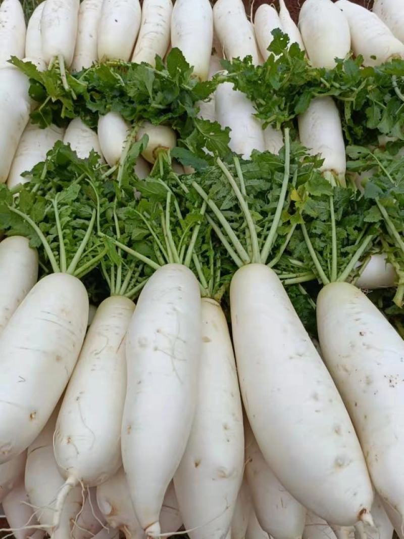 白萝卜个头大可以煮着吃煮羊肉必备品可以腌制货量充足