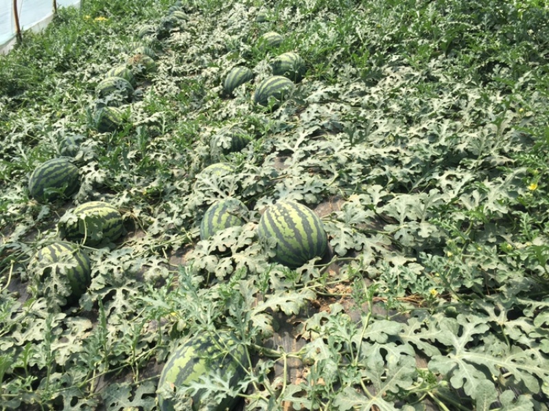 陕西甜王，产地直供价格实惠，量大从优
