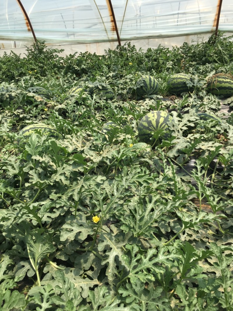 陕西甜王，产地直供价格实惠，量大从优