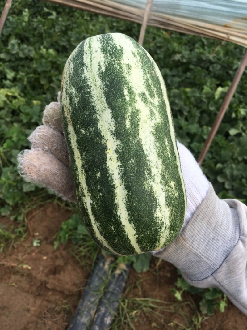 陕西大荔博洋9，正品，大量供应