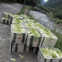 高山娃娃菜