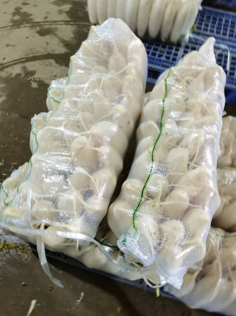 湖北沙洋县萝卜基地，大量上市白萝卜，规格形状整齐划一匀称