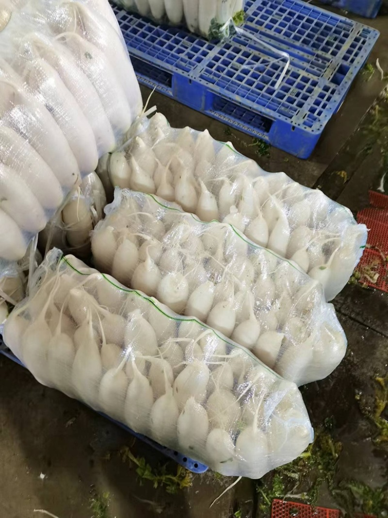 湖北沙洋县萝卜基地，大量上市白萝卜，规格形状整齐划一匀称