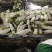 湖北沙洋县萝卜基地，大量上市白萝卜，规格形状整齐划一匀称