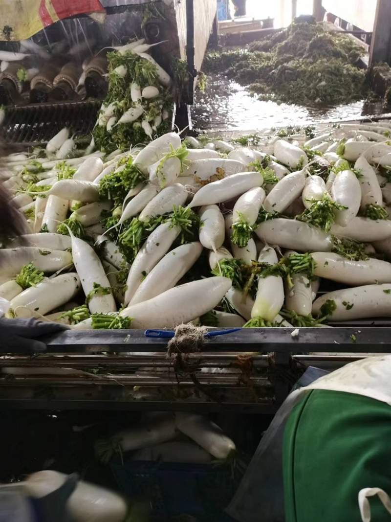 湖北沙洋县萝卜基地，大量上市白萝卜，规格形状整齐划一匀称
