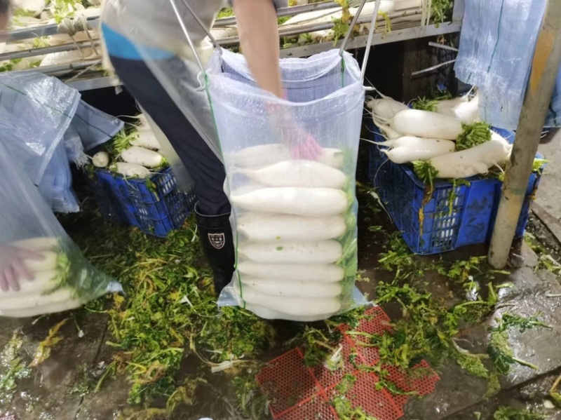 湖北沙洋县萝卜基地，大量上市白萝卜，规格形状整齐划一匀称