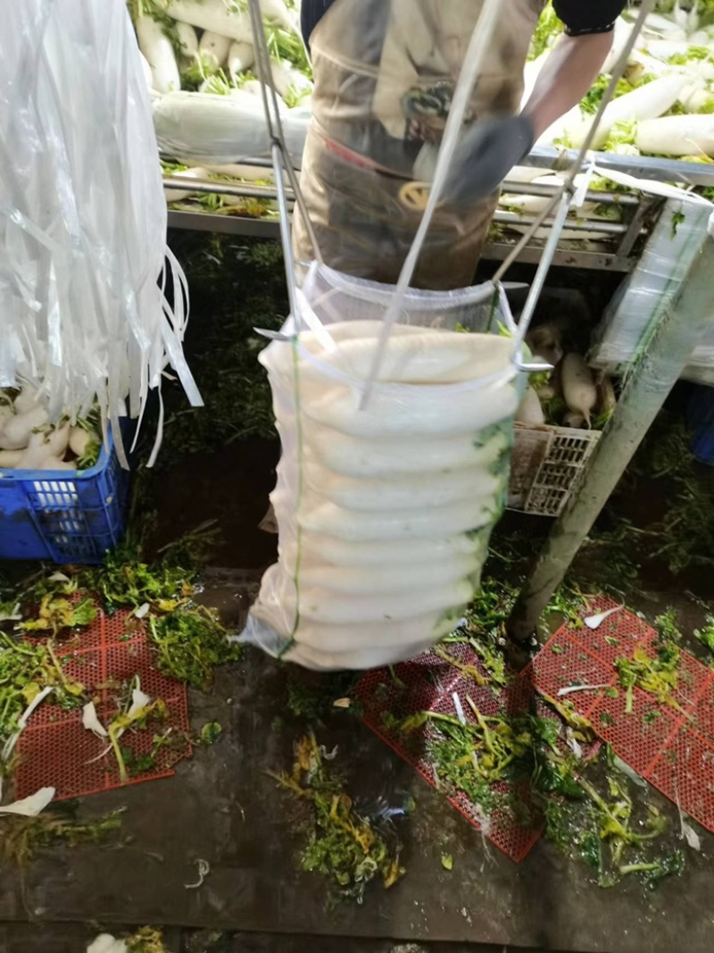 湖北沙洋县萝卜基地，大量上市白萝卜，规格形状整齐划一匀称