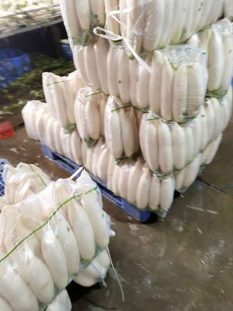 湖北沙洋县萝卜基地，大量上市白萝卜，规格形状整齐划一匀称