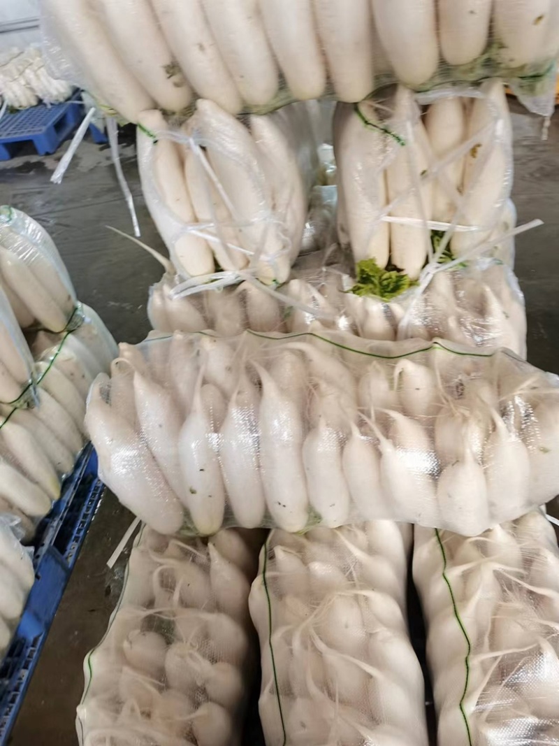 湖北沙洋县萝卜基地，大量上市白萝卜，规格形状整齐划一匀称