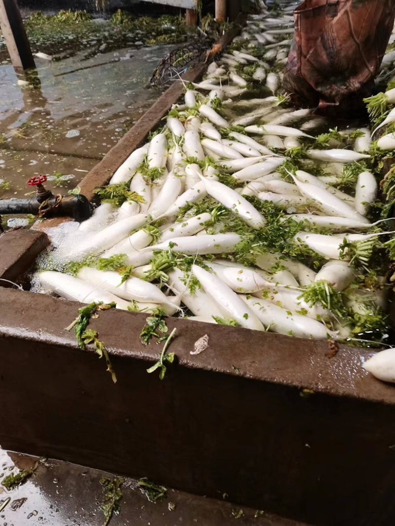 湖北沙洋县萝卜基地，大量上市白萝卜，规格形状整齐划一匀称