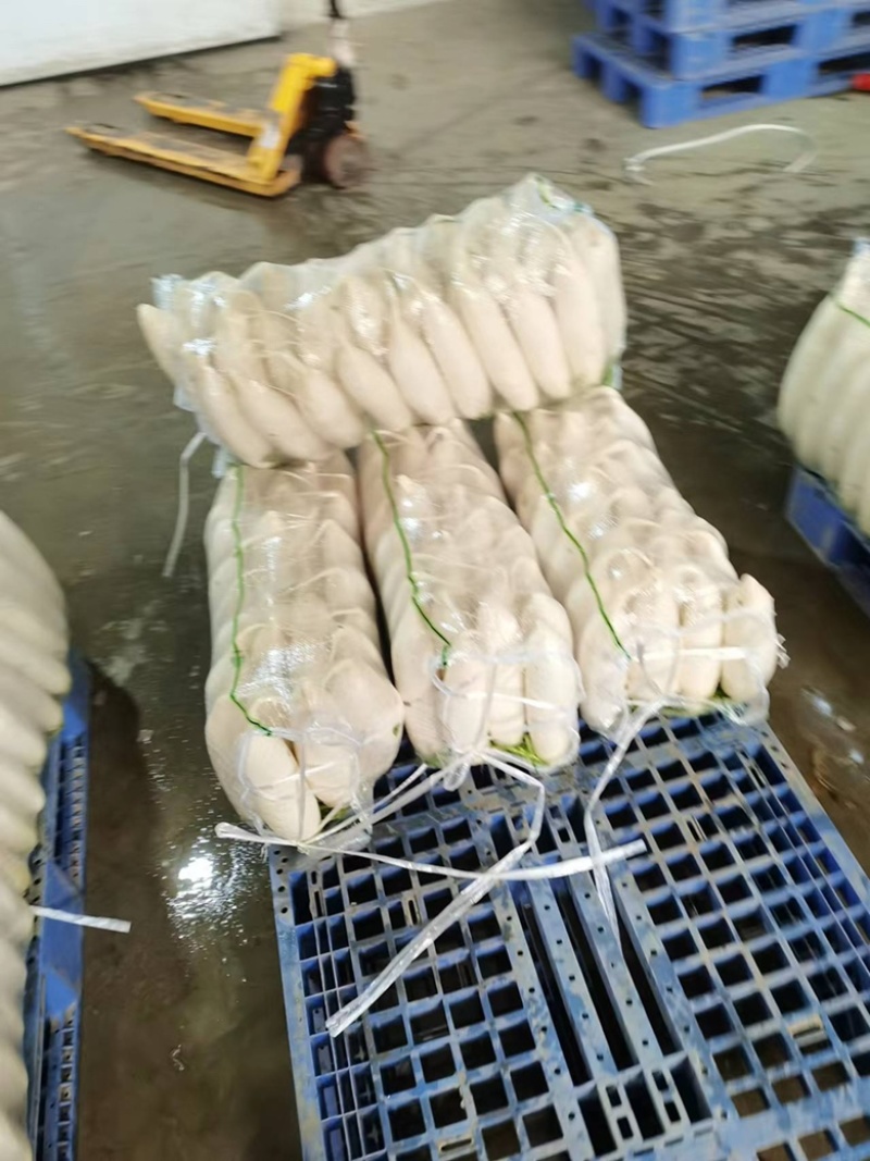 湖北沙洋县萝卜基地，大量上市白萝卜，规格形状整齐划一匀称