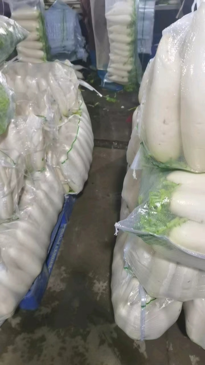 湖北沙洋县萝卜基地，大量上市白萝卜，规格形状整齐划一匀称