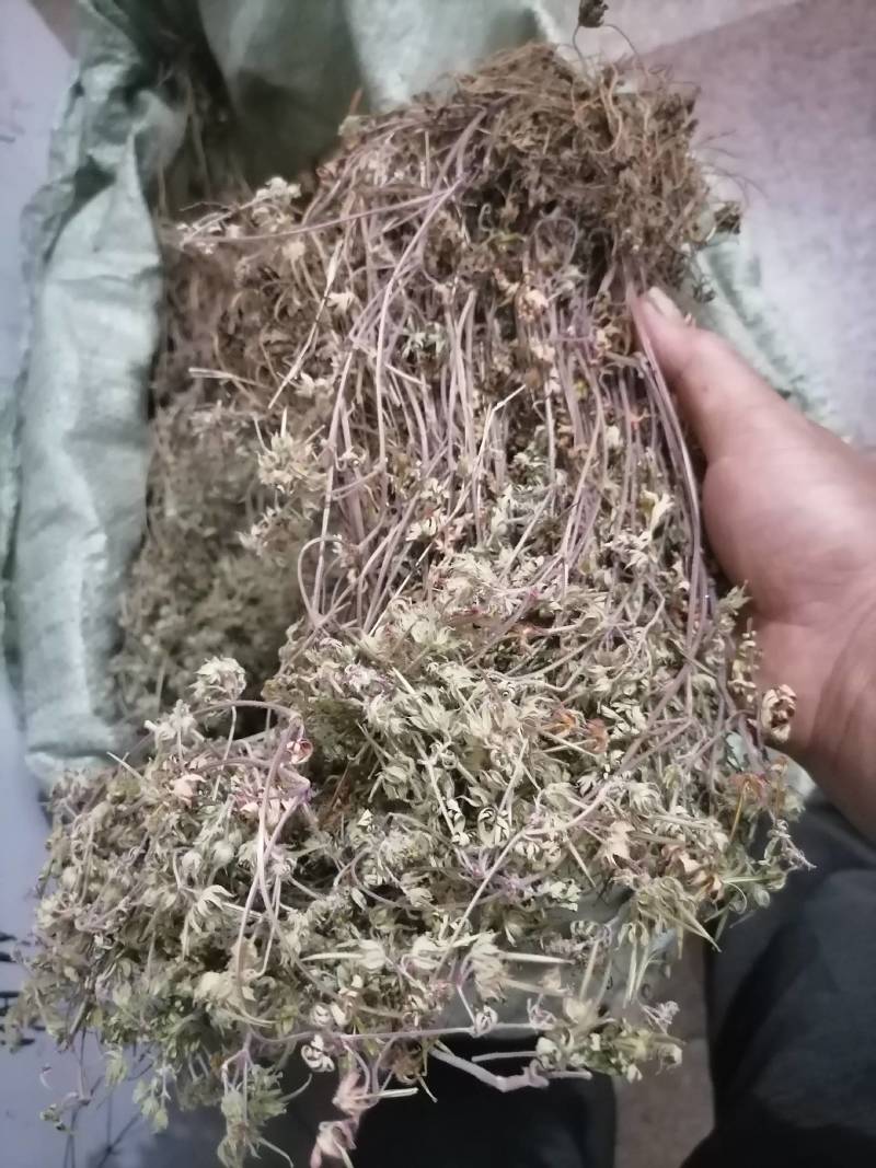 老鹤草晒干老鹳草野生中草药老鸹嘴草