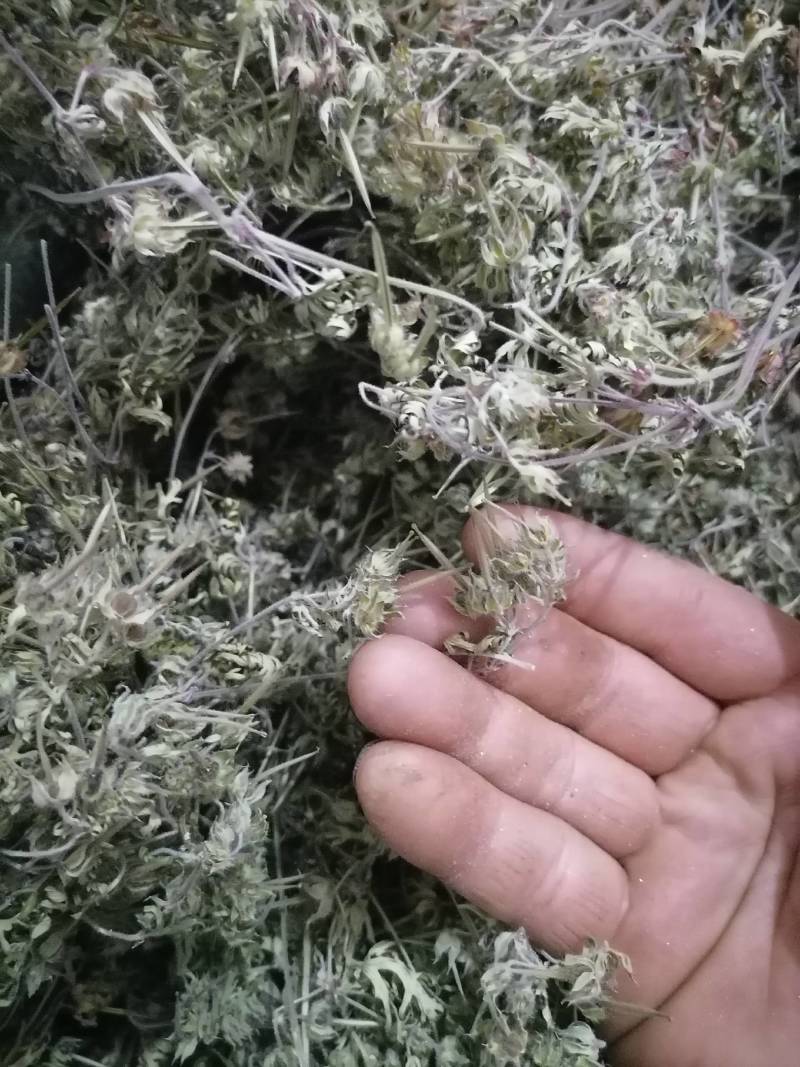 老鹤草晒干老鹳草野生中草药老鸹嘴草