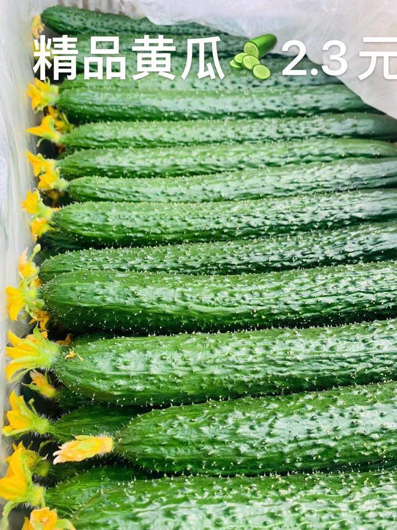黄瓜，优质品种，瓜条顺，刺密，色油绿，视频看货。