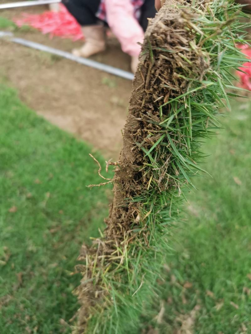 马尼拉草坪，台湾草坪，绿化草坪，马尼拉草，广西草皮，草皮