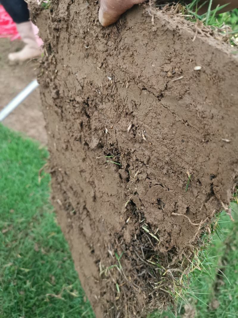 马尼拉草坪，台湾草坪，绿化草坪，马尼拉草，广西草皮，草皮