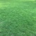 马尼拉草坪，台湾草坪，绿化草坪，马尼拉草，广西草皮，草皮
