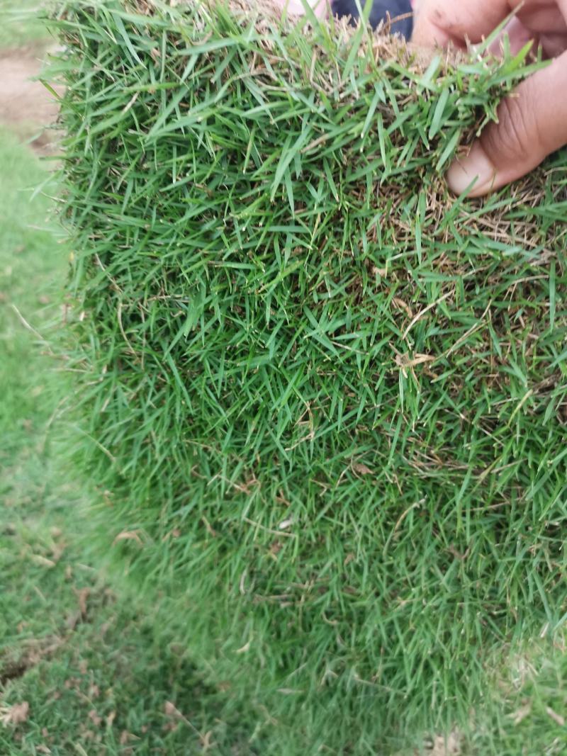 马尼拉草坪，台湾草坪，绿化草坪，马尼拉草，广西草皮，草皮