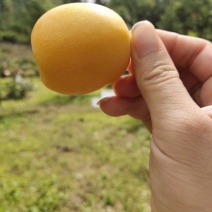 枇杷