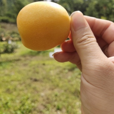 枇杷