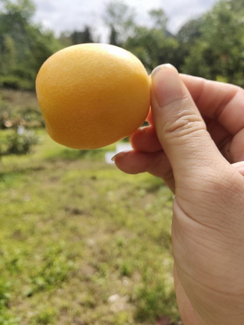 枇杷