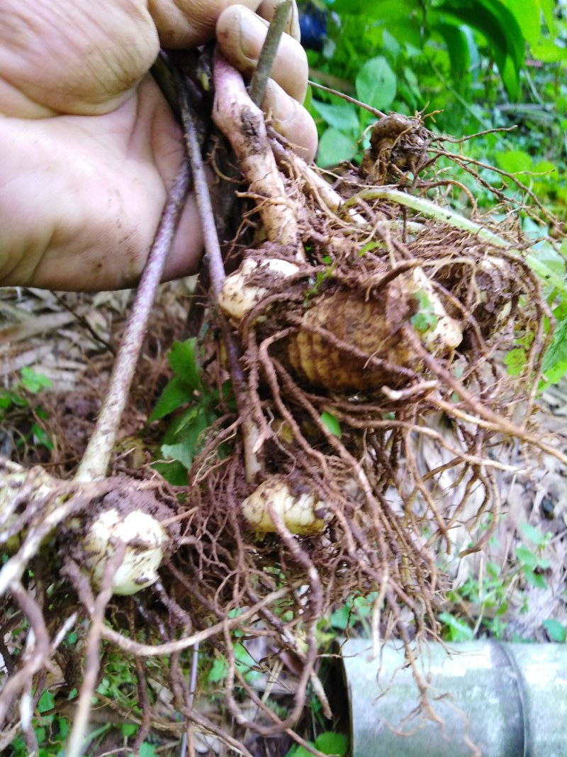 野生黄精.姜型.质量保证.视频看货.