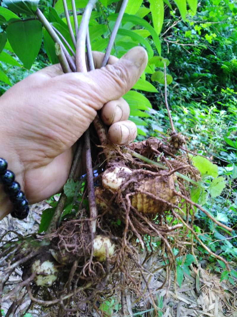 野生黄精.姜型.质量保证.视频看货.