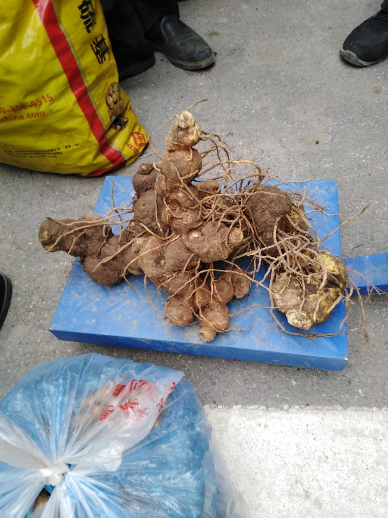 野生黄精.姜型.质量保证.视频看货.