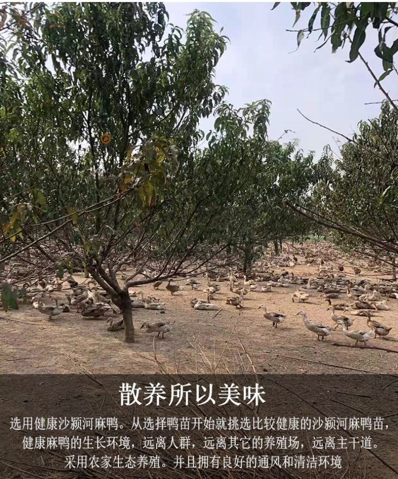 红泥腌制真空独立包装通用包装袋咸鸭蛋60克-75克