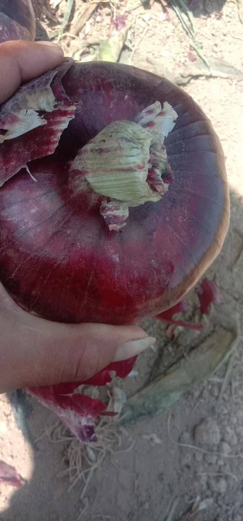 紫皮洋葱二红洋葱货源充足产地直发支持视频看货