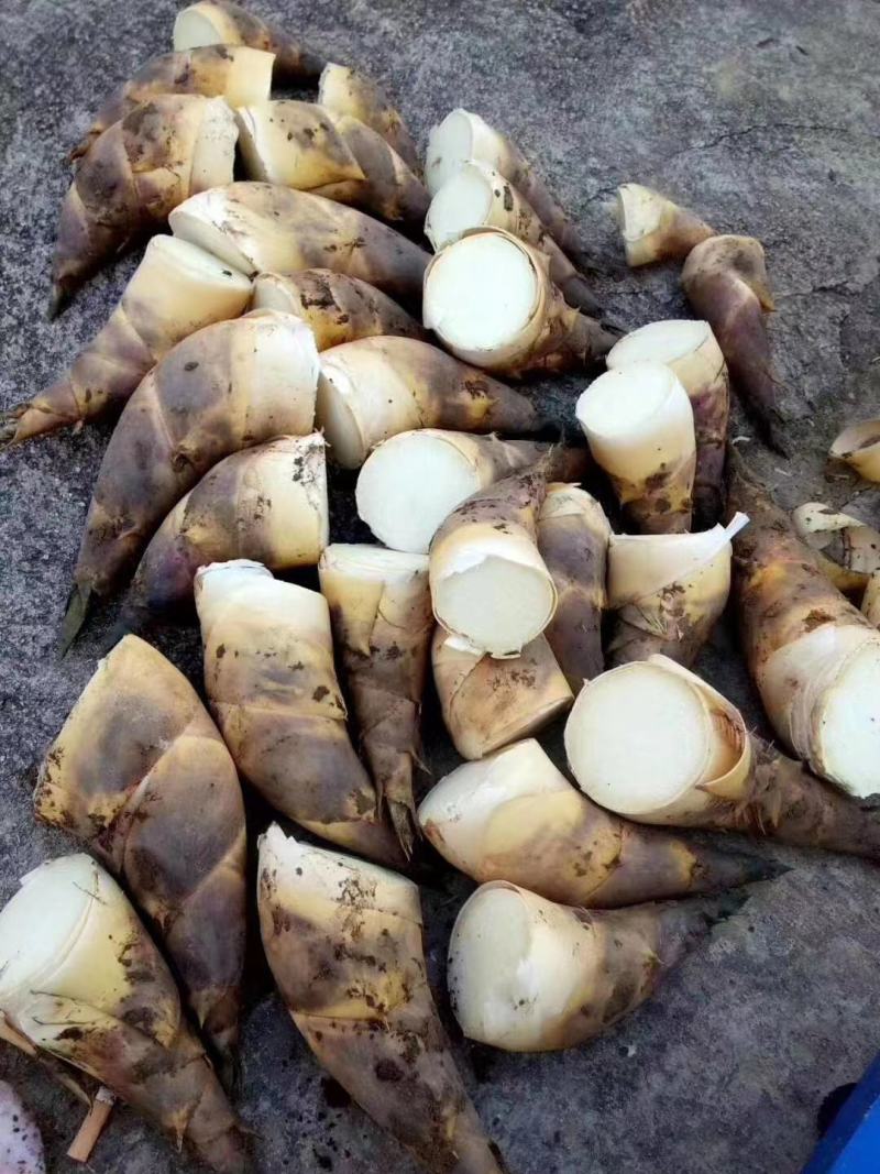 福建漳州马蹄笋专业合作社
