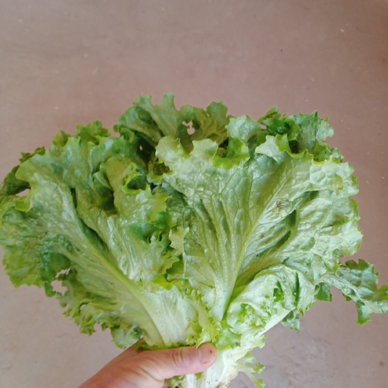 河北邯郸市有机青梗白面松散花。大量上市中