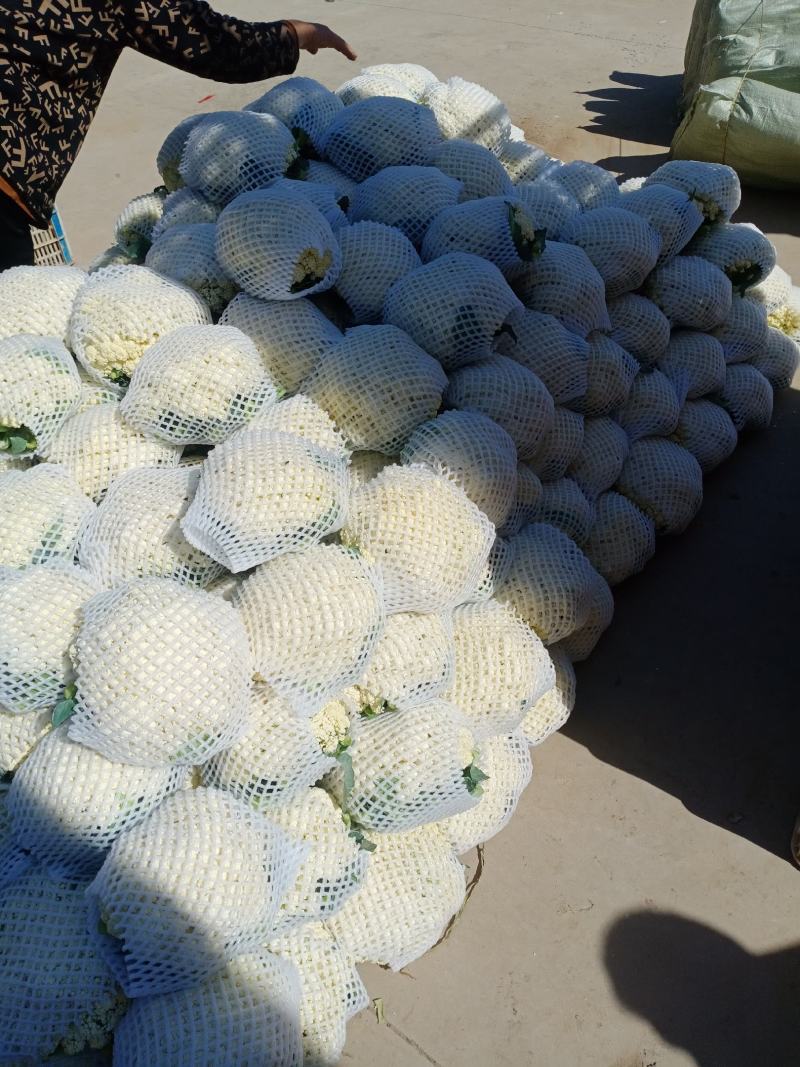 河北邯郸市有机青梗白面松散花。大量上市中