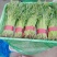 河北邯郸市有机青梗白面松散花。大量上市中
