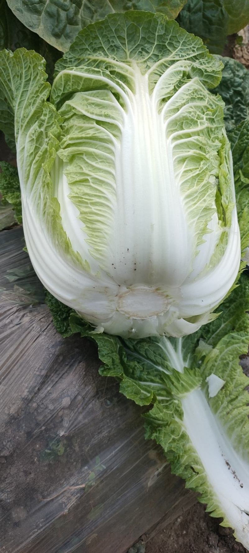 无烧心，无烧边，口感好，商品质量好，耐储运，个头大