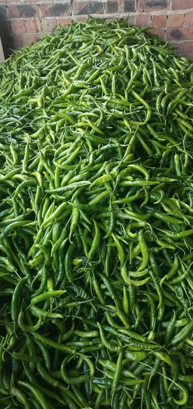 辣椒。茄瓜。甜豆角，苦瓜，白水丝瓜，青水丝瓜。焊王瓜。