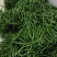辣椒。茄瓜。甜豆角，苦瓜，白水丝瓜，青水丝瓜。焊王瓜。